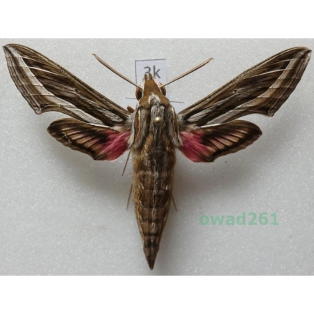 Hippotion celerio (Linnaeus, 1758) ex. ovo Greece3k